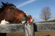 Horse eating apple